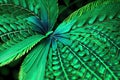 Tropical leaf texture, large palm foliage nature dark green and blue background, generative ai