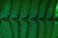 Tropical leaf texture, large palm foliage nature dark green and blue background, generative ai