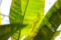 Tropical leaf texture, large palm foliage nature green background Royalty Free Stock Photo