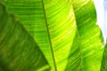 Tropical leaf texture, large palm foliage nature green background Royalty Free Stock Photo