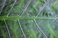 Tropical leaf texture, large palm foliage nature green background Royalty Free Stock Photo