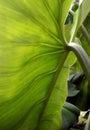 Tropical leaf underside Royalty Free Stock Photo