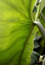 Tropical leaf underside