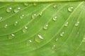 Tropical Leaf & water drops