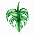 Tropical leaf. Watercolor illustration on white. Hand drawn monstera leaf Royalty Free Stock Photo