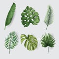 Tropical leaf watercolor set. vector Royalty Free Stock Photo