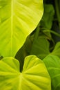 Tropical Leafs Royalty Free Stock Photo
