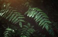 Tropical leafs in low and dark shadow Royalty Free Stock Photo