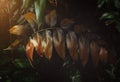 Tropical leafs in low and dark shadow Royalty Free Stock Photo
