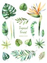 Tropical Leafy collection. Handpainted watercolor floral elements.Watercolor leaves, branches,flower.