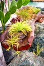 Tropical leafy flowers beechwood log cactus arrangement at beach Tobago