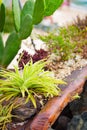 Tropical leafy flowers beechwood log cactus arrangement on beach Tobago