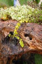 Tropical leafy flowers beechwood log cactus arrangement by the beach Tobago