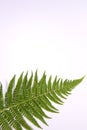 Tropical leave fern on white background isolated with copy space for your own text just for an invitation or greetingscard Royalty Free Stock Photo