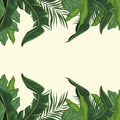 Tropical leave palm tree image Royalty Free Stock Photo