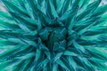 Tropical leaves, abstract green leaves texture, nature backgroundCloseup nature view of agave cactus leaf in garden, Royalty Free Stock Photo