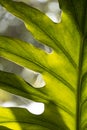 tropical leaves, abstract green leaves texture, nature background. Close-up tree leaf background. Royalty Free Stock Photo