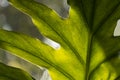 tropical leaves, abstract green leaves texture, nature background. Close-up tree leaf background. Royalty Free Stock Photo