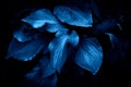 Tropical leaves, abstract nature background, dark blue toned. Royalty Free Stock Photo