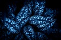 Tropical leaves, abstract nature background, dark blue toned. Royalty Free Stock Photo
