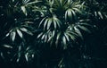 Tropical leaves background,jungle leaf garden Royalty Free Stock Photo