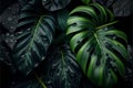 Tropical leaves background. Monstera deliciosa plant.