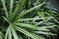 Tropical leaves background of Rhapis excelsa or Lady palm tree in the garden