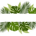 Tropical leaves background with white banner. Palm,ferns,monsteras.