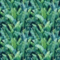 Tropical leaves of banana palm, strelitzia on an isolated background. Watercolor illustration, seamless pattern Royalty Free Stock Photo