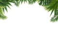 Tropical Leaves Border Isolated White Background Royalty Free Stock Photo