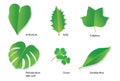 Tropical Leaves with Botanical names