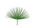 Tropical leaves. Botanical palm tropic leaf set. Vector foliage summer plant. Exotic jungle green design elements. Royalty Free Stock Photo