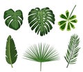 Tropical leaves. Botanical palm tropic leaf set. Vector foliage summer plant. Exotic jungle green design elements Royalty Free Stock Photo