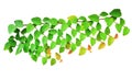 Tropical leaves or Bush grape