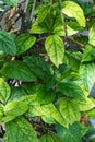 Tropical leaves of clerodendrum speciosissimum verbenaceae Royalty Free Stock Photo