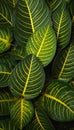 Tropical Leaves in Closeup: Dichromatism and Golden Dapple