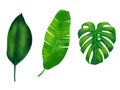 Tropical leaves collection watercolor illustration with green monstera, palm, and banana leaves