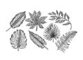 Tropical leaves collection. Engraved jungle leaves. Palm leaves.