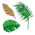 Tropical Leaves Collection. Isolate vector. Beautiful Set. Detiled illustration.