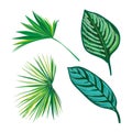 Tropical Leaves Collection, isolate vector. Set Royalty Free Stock Photo