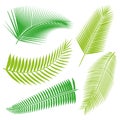 Tropical Leaves Collection, isolate vector. Set Royalty Free Stock Photo