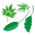 Tropical Leaves Collection, isolate vector. Set Royalty Free Stock Photo