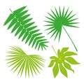 Tropical Leaves Collection, isolate vector. Set Royalty Free Stock Photo