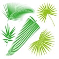 Tropical Leaves Collection, isolate vector. Set Royalty Free Stock Photo