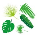 Tropical Leaves Collection, isolate vector. Set Royalty Free Stock Photo