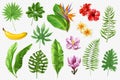 Tropical leaves collection. A large set of realistic tropical leaves and flowers on a transparent background. Vector Royalty Free Stock Photo