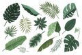 Tropical leaves collection, monstera plant branch and fan palm leaf, various hand drawn exotic foliage illustration Royalty Free Stock Photo