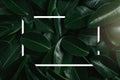 Tropical leaves, dark green foliage in jungle, nature background Royalty Free Stock Photo