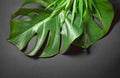 Tropical leaves on dark grey background