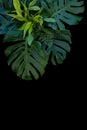 Tropical leaves decoration on black background, fern, monstera,